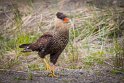 112 Torres Del Paine, kuifcaracara